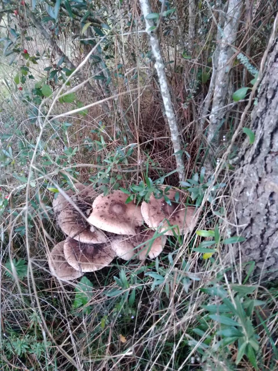 Quintinha Do Casal Ruivo Villa Figueiro Dos Vinhos Bagian luar foto