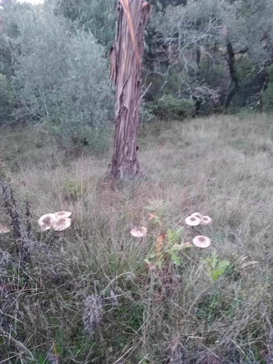 Quintinha Do Casal Ruivo Villa Figueiro Dos Vinhos Bagian luar foto
